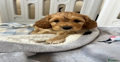 Cockapoo dogs - Advert 8