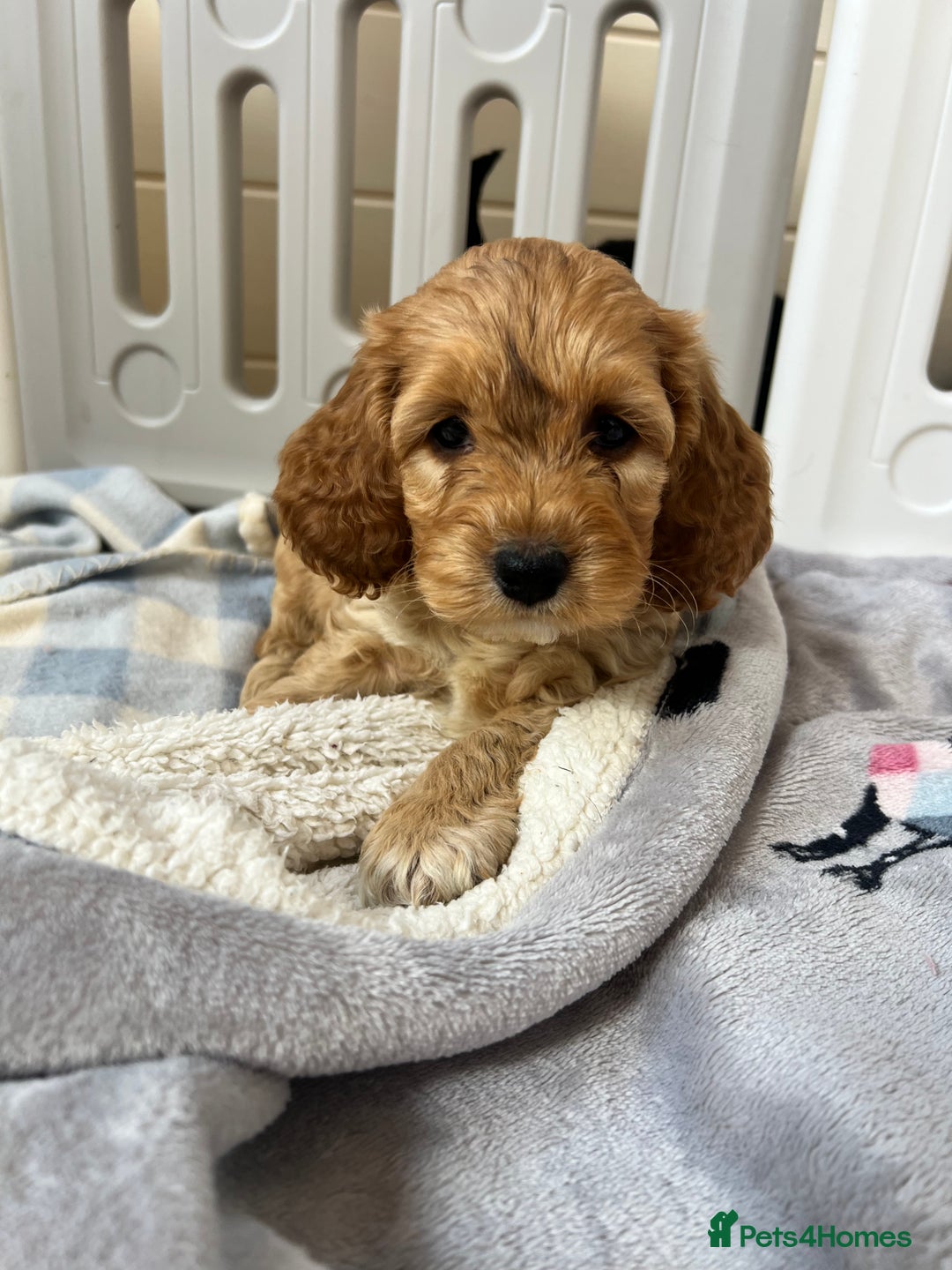 Cockapoo dogs for sale: F1 Cockapoo puppies  - Image 3