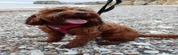 Cockapoo dogs for sale: F2 cockapoos  - Advert 1
