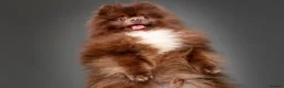 Pomeranian dogs for stud: Proven Chocolate KC in Runcorn - Advert 25