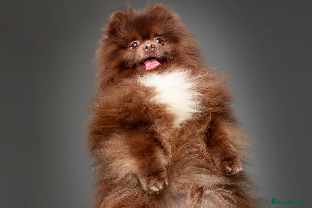 Pomeranian dogs for stud: Proven Chocolate KC in Runcorn - Advert 25
