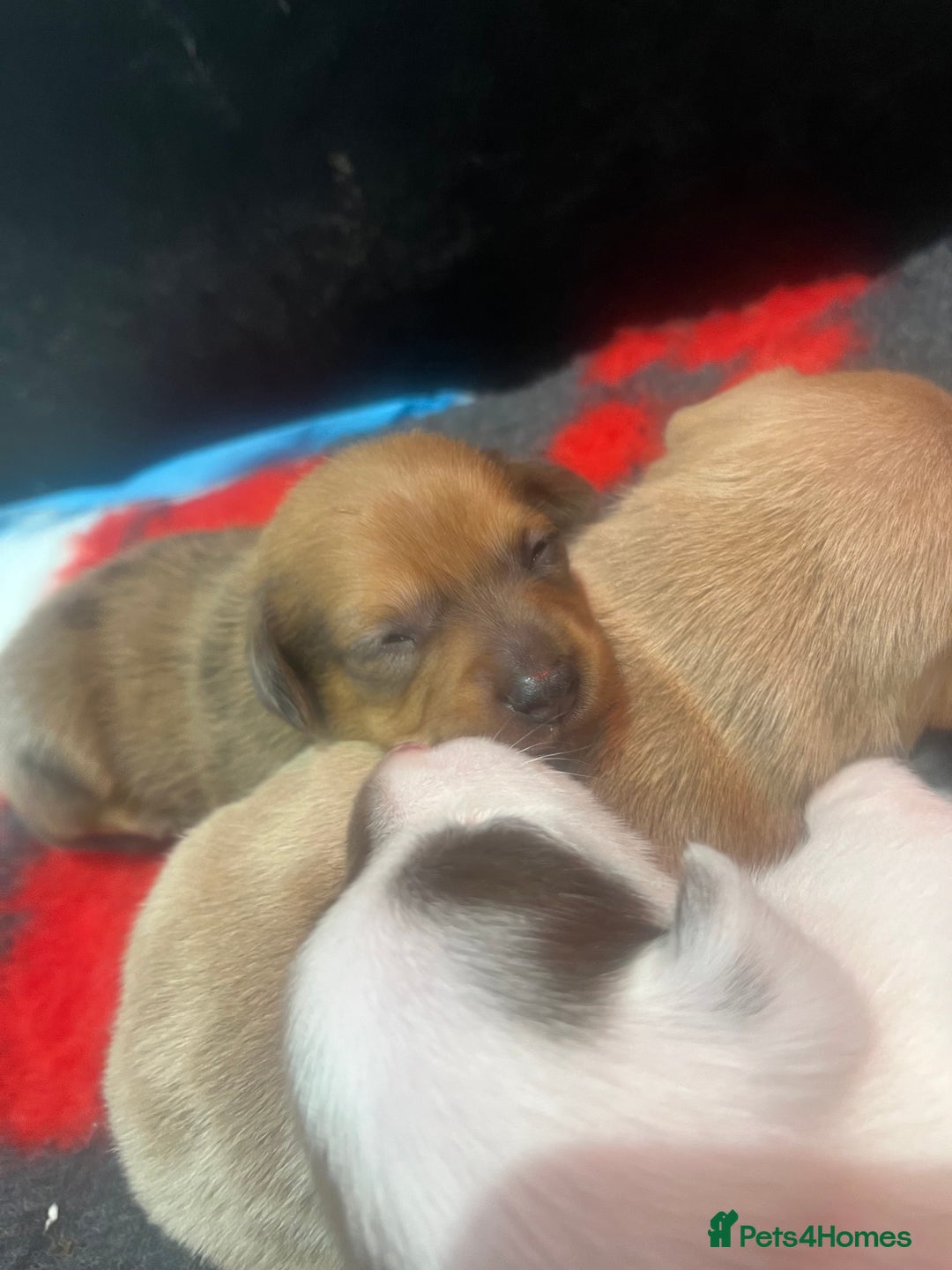 Mixed Breed dogs for sale: Adorable Dameranian puppy’s  - Advert 3