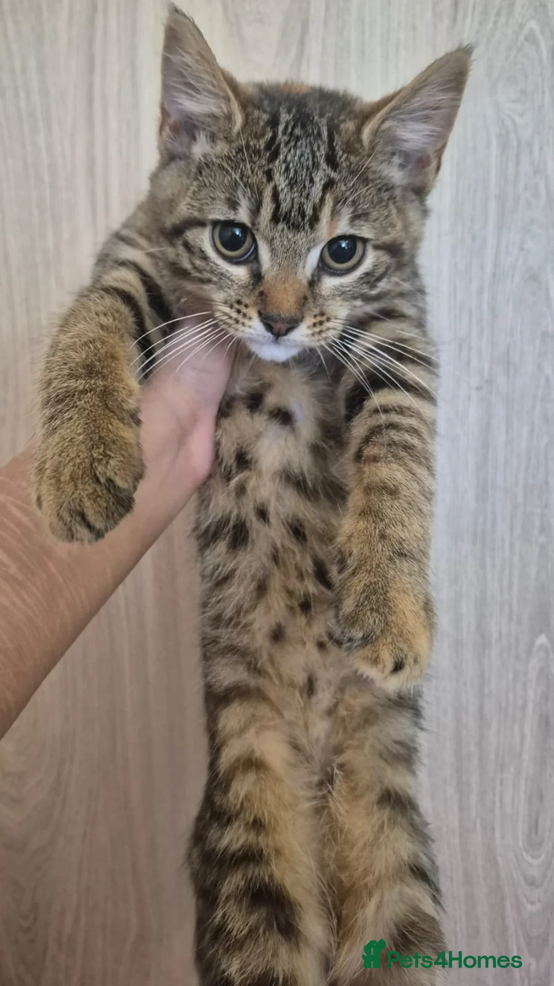 Turkish Angora cats for sale: Ginger and tabby kittens  - Advert 2