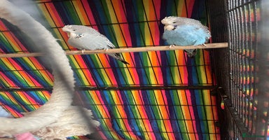 Budgerigars birds - Advert 12