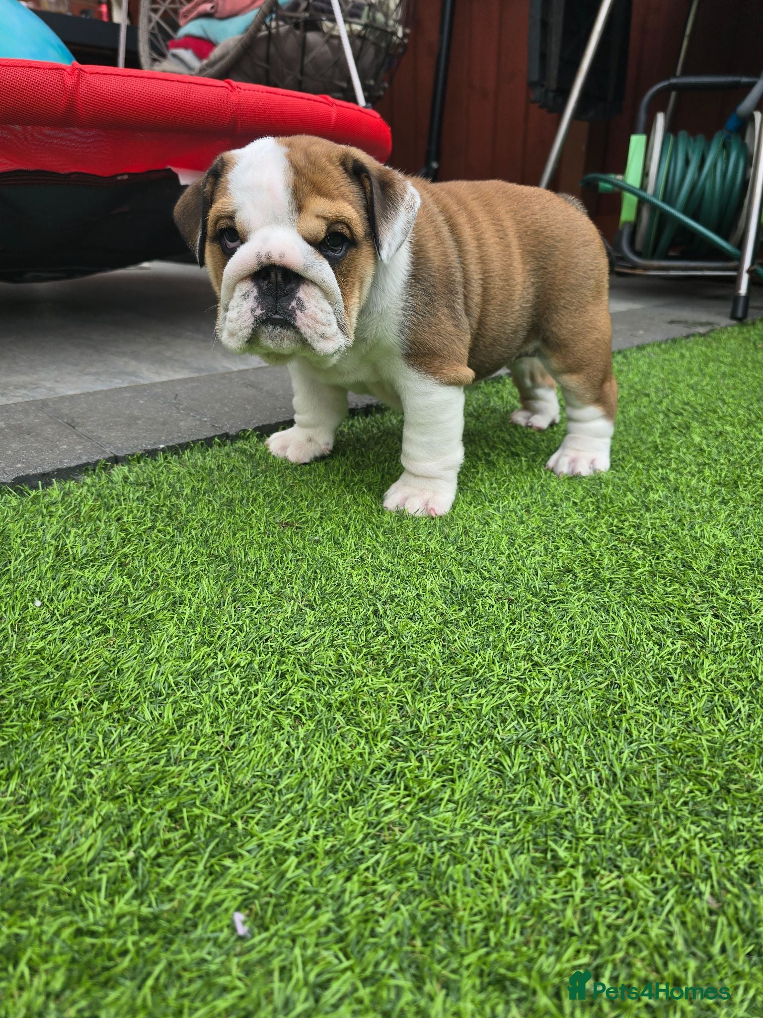 English Bulldog dogs 🐾 Last girl available  ready next week x  - Advert 1