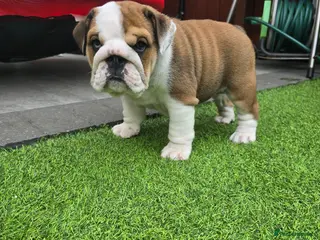 English Bulldog dogs 🐾 Last girl available ready next week x - Advert 1