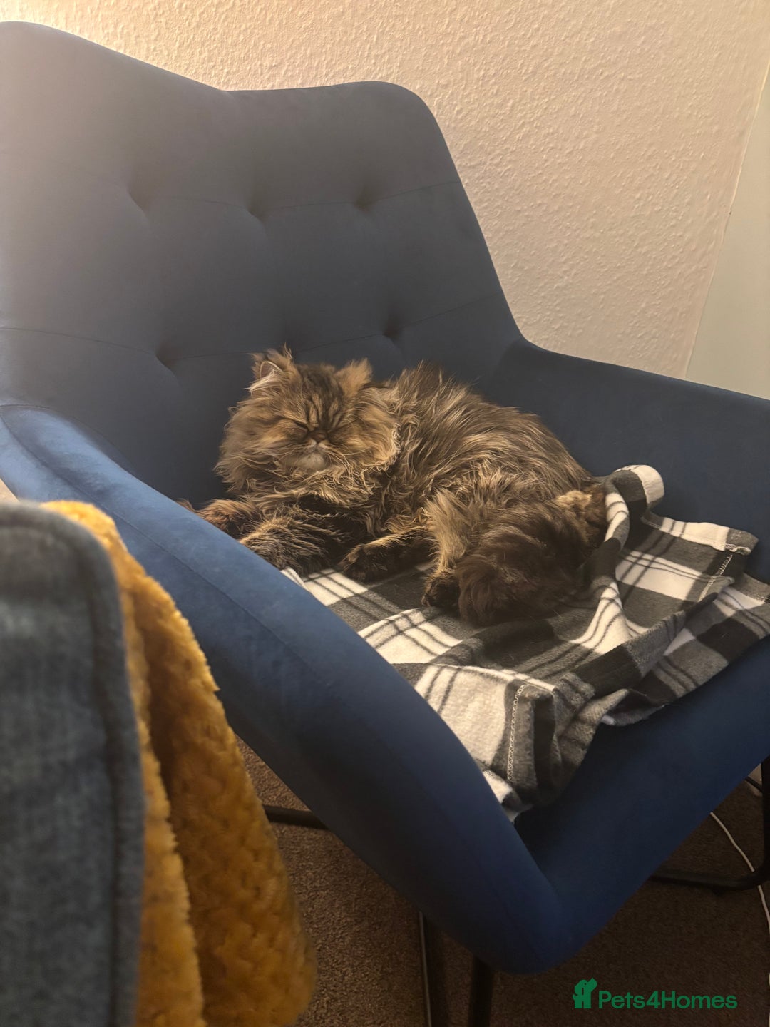 Persian cats for sale: For sale 2 gorgeous adult male Persians - Image 3