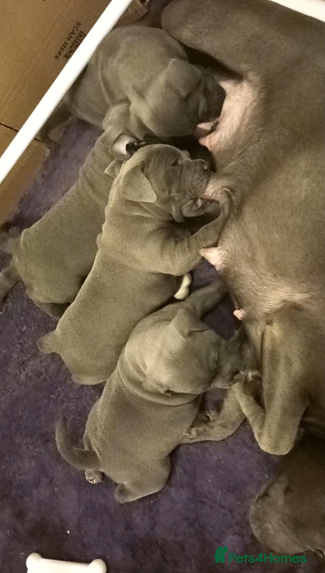 Staffordshire Bull Terrier dogs for sale: Beautiful Staffordshire Bull Terrier puppies - Advert 9