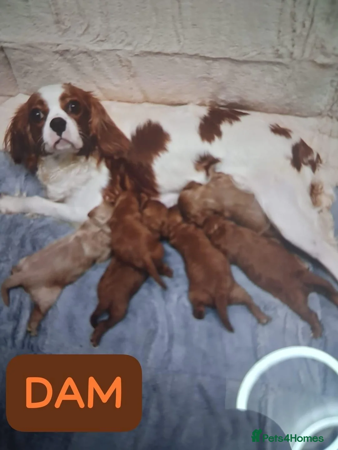 Cavapoo dogs for sale: LOVELY CAVAPOO PUPPY FOR SALE & REHOMING in Caerphilly - Advert 1
