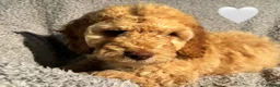 Cockapoo dogs for sale: 🐾 Stunning Litter of 8 Cockapoo Puppies! 🐾 - Advert 33