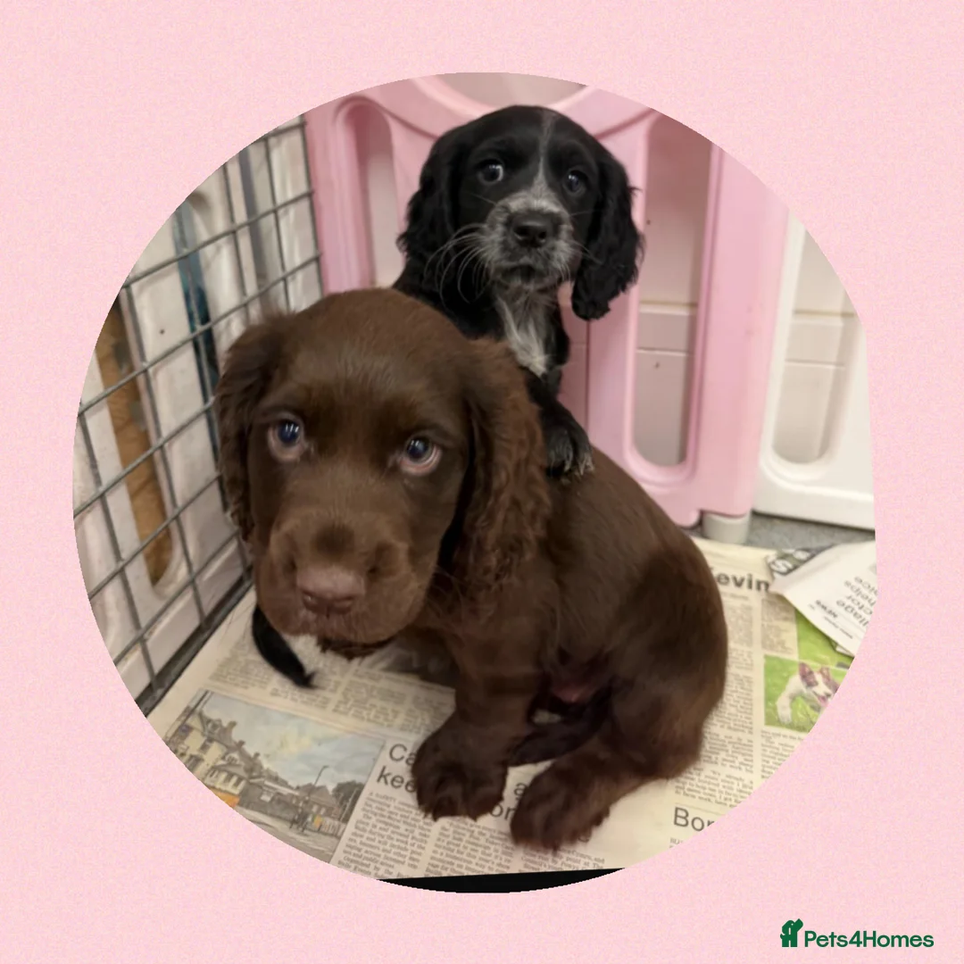 Cocker Spaniel dogs for sale: Cocker Spaniel's working - Advert 8