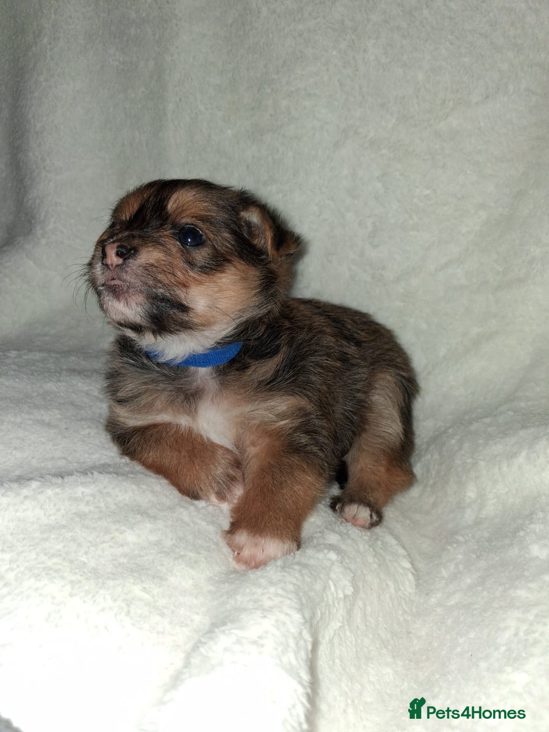 Mixed Breed dogs for sale: Yorkshire Terrier x Pomeranian Puppys - Advert 29