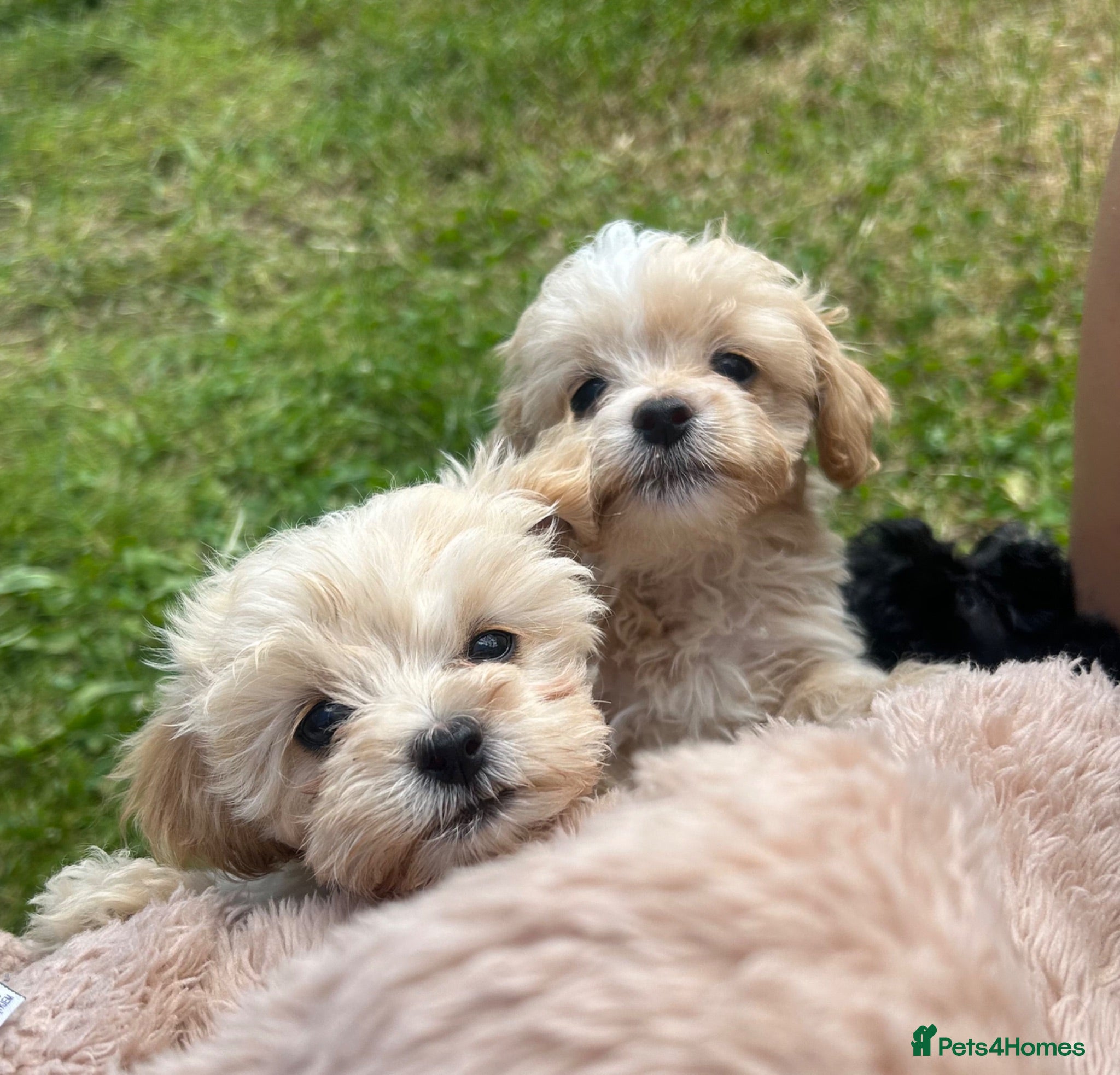 Maltipoo dogs 🌟 **Adorable Maltipoo Puppies!** 🌟  - Advert 3