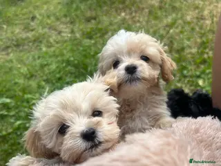 Maltipoo dogs 🌟 **Adorable Maltipoo Puppies!** 🌟 - Advert 3