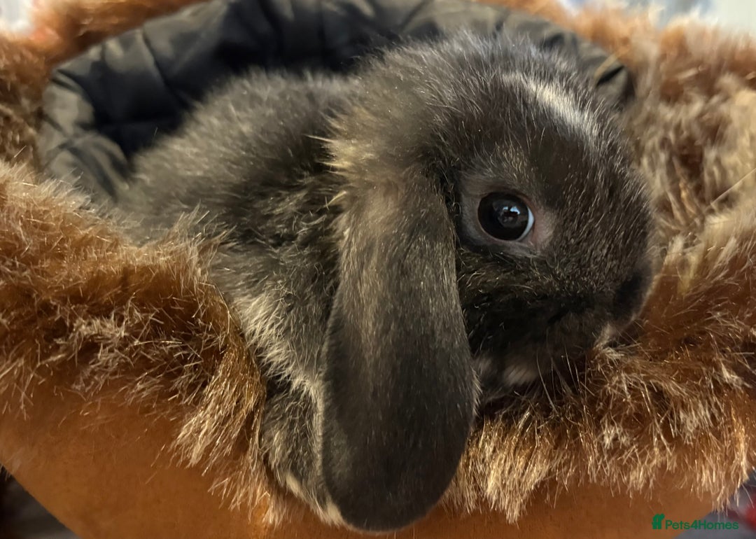 Mini Lop rabbits for sale: Three beautiful rabbits for sale.  - Advert 2