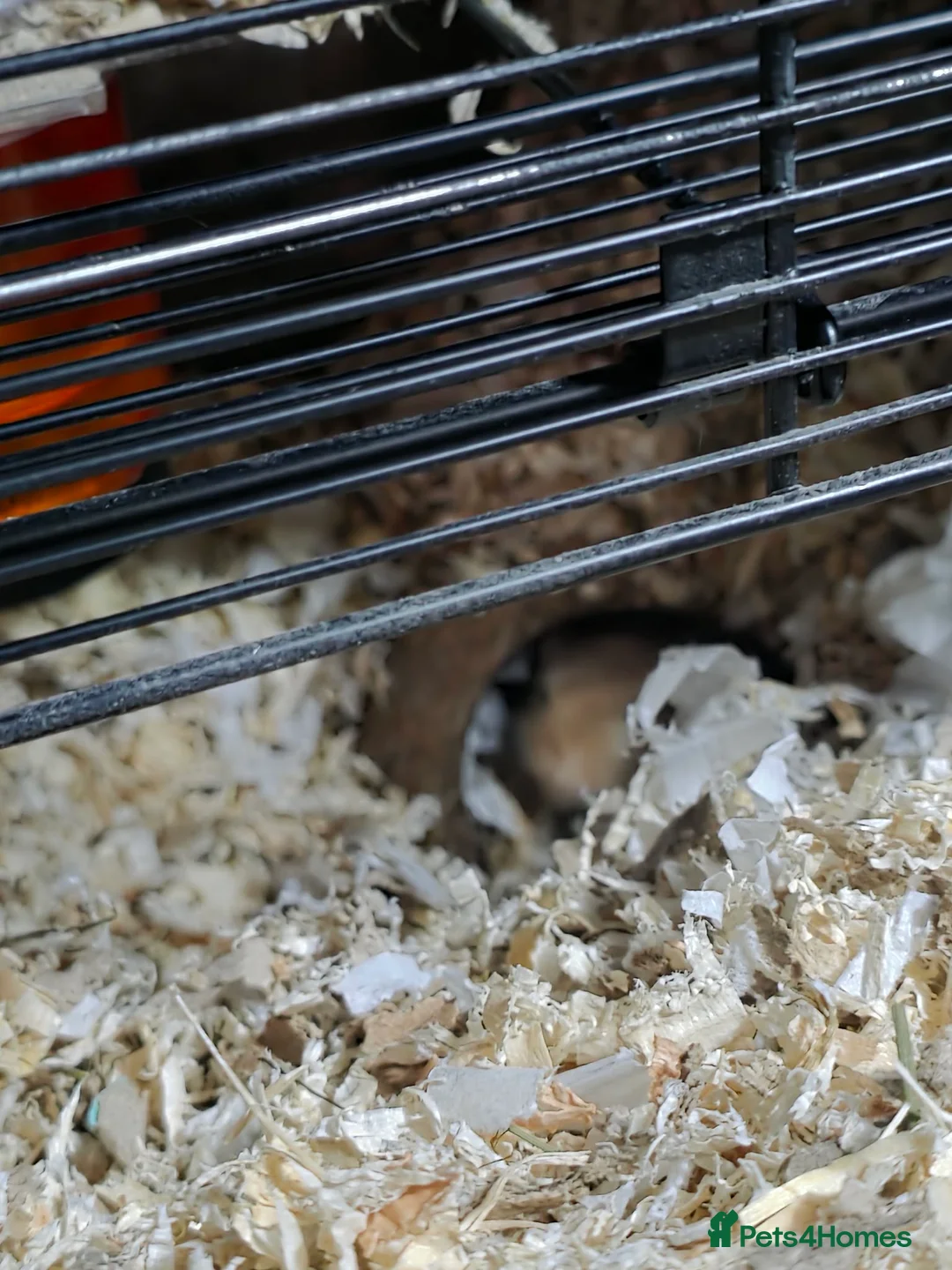 Gerbil rodents for sale: Male gerbil and set up - Advert 2