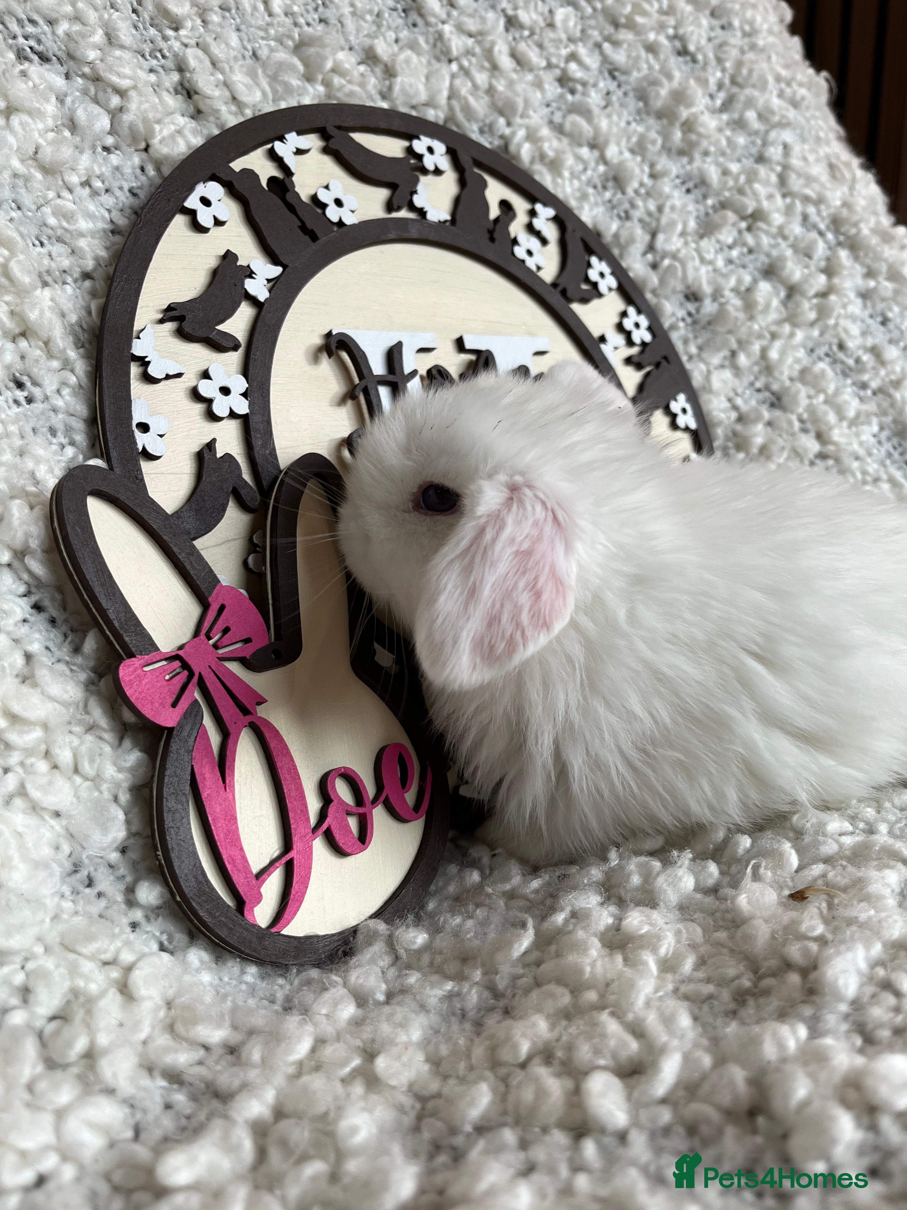 Mini Lop rabbits Minilop babies available  - Advert 7