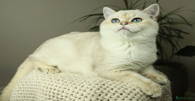 British Shorthair cats in Bedford - Advert 14