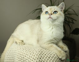 British Shorthair cats in Bedford - Advert 14