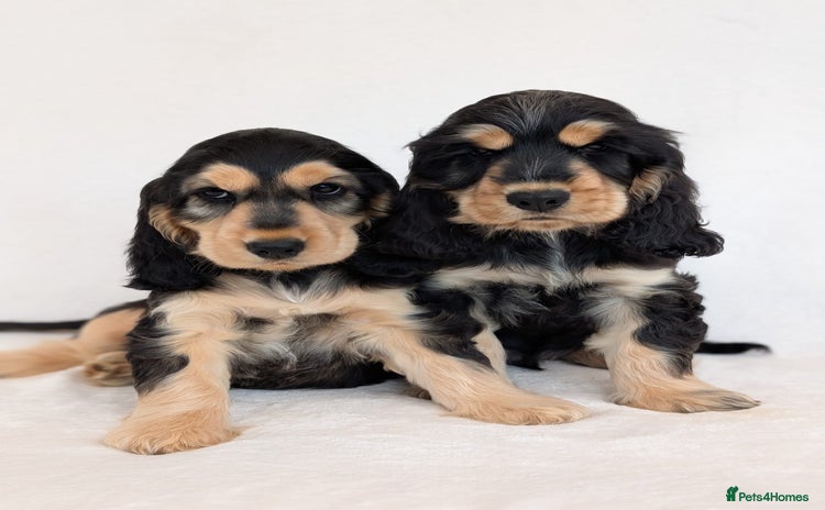 Cocker Spaniel dogs - Advert 1