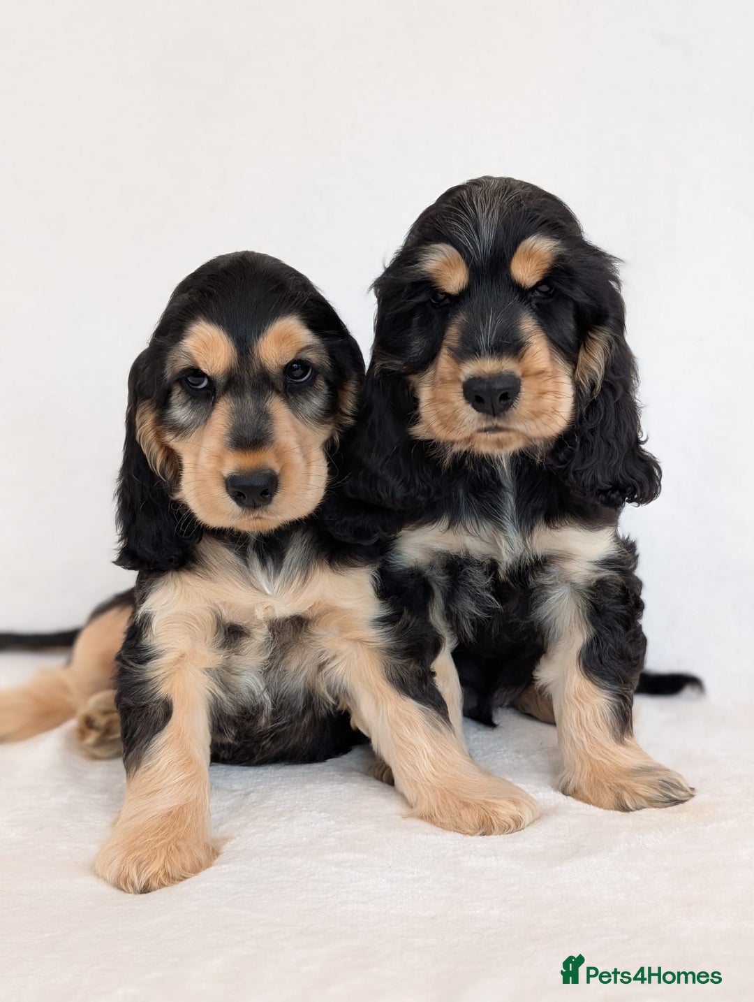 Cocker Spaniel dogs for sale: Stunning Show Cocker Spaniel puppies - Image 1