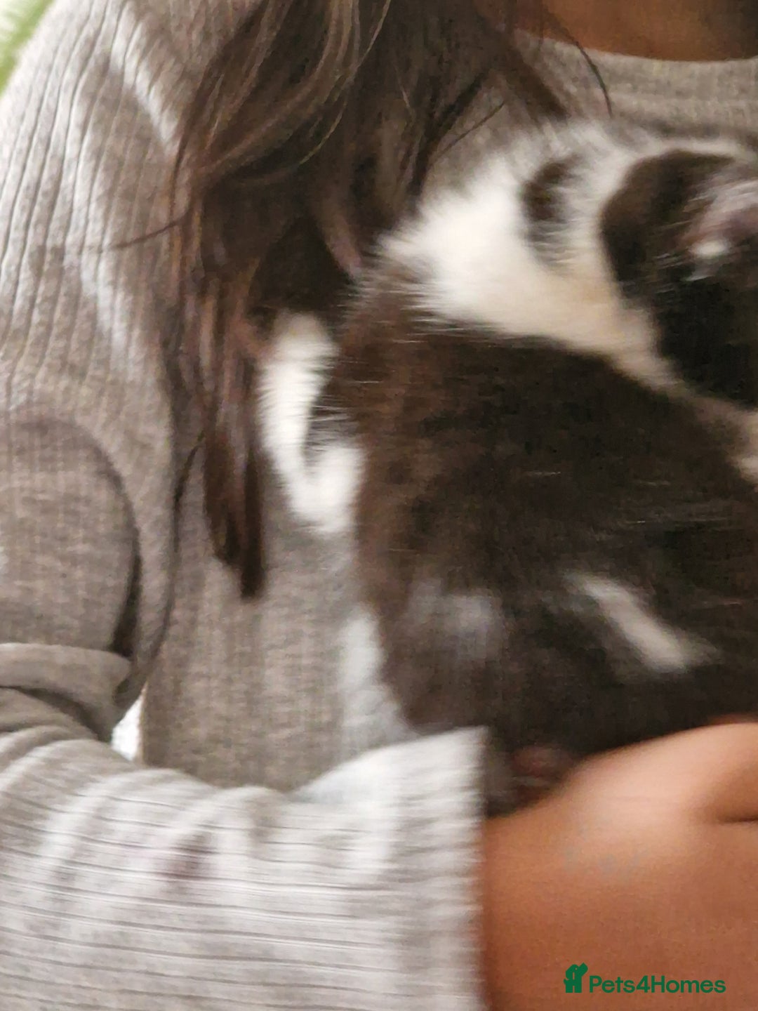 Mixed Breed cats for sale: Kittens - Image 23
