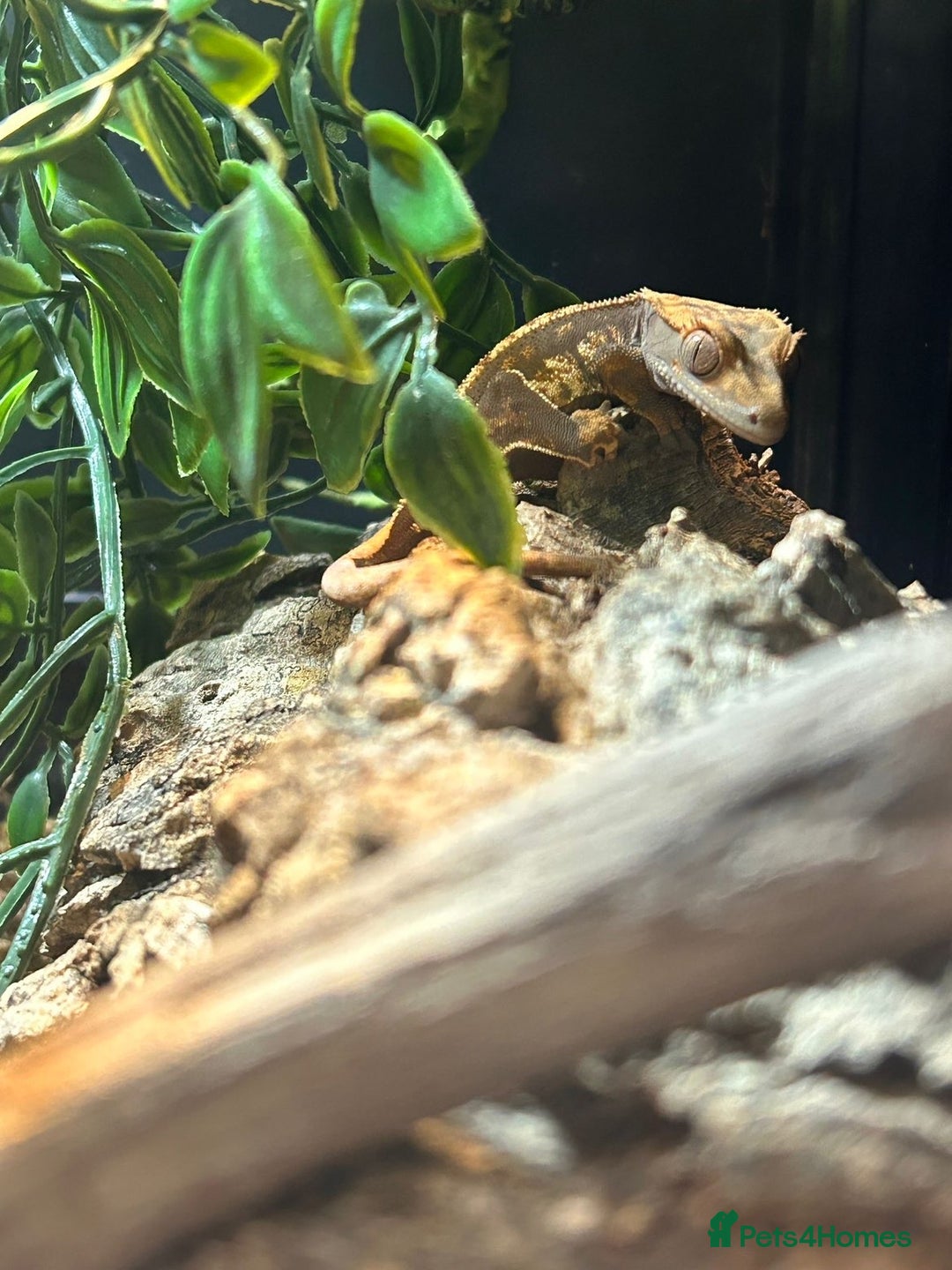 Gecko reptiles for sale: Gecko, Viv and stand  - Advert 3