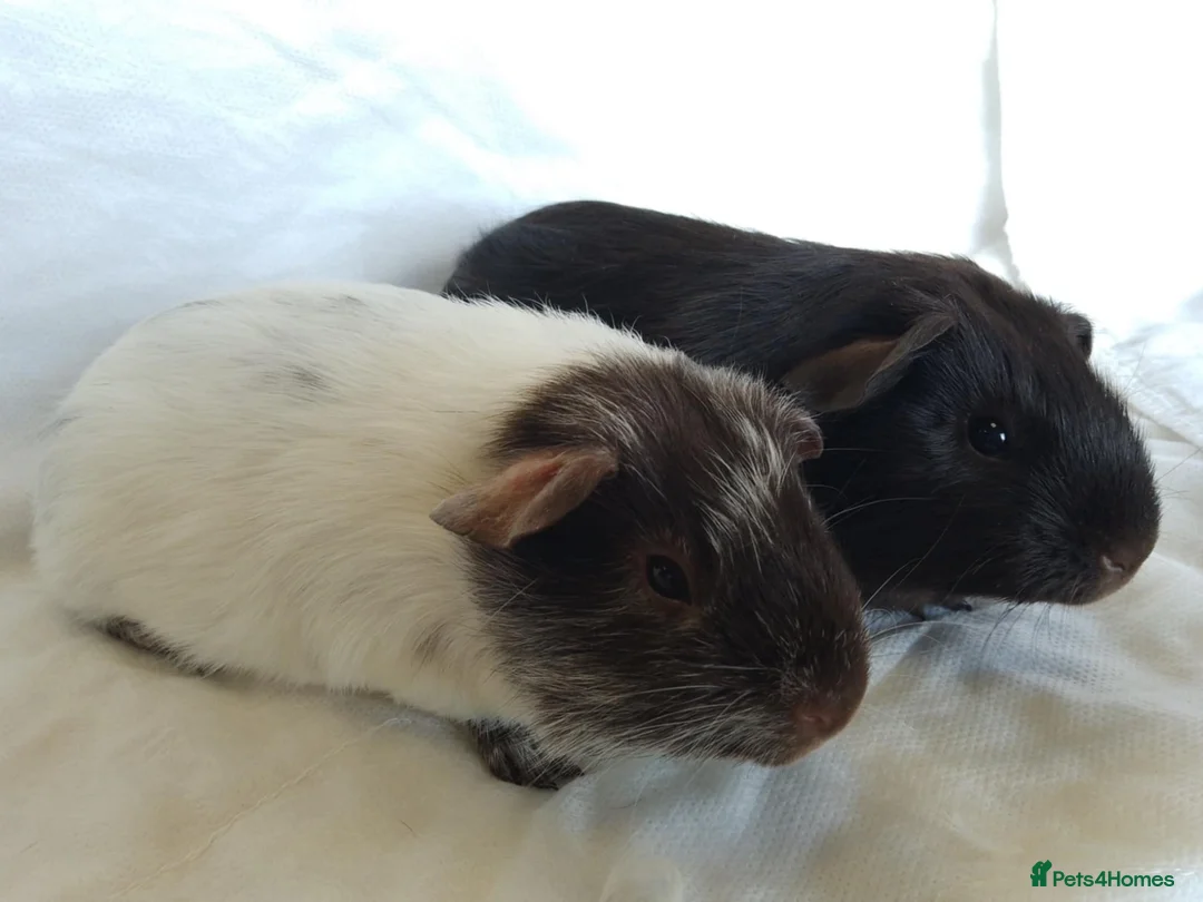 Guinea Pig rodents for sale: Lovely Baby Guinea pig boys available  - Advert 8
