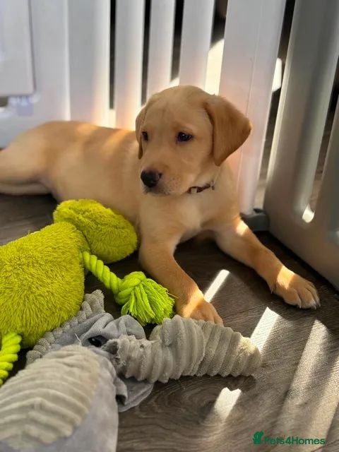 Labrador Retriever dogs * TWO BOYS READY NOW *please read description* - Advert 11