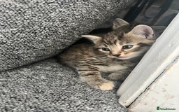 Domestic Shorthair cats for sale: Domestic Cats for sale🐈🐈‍⬛ - Image 7