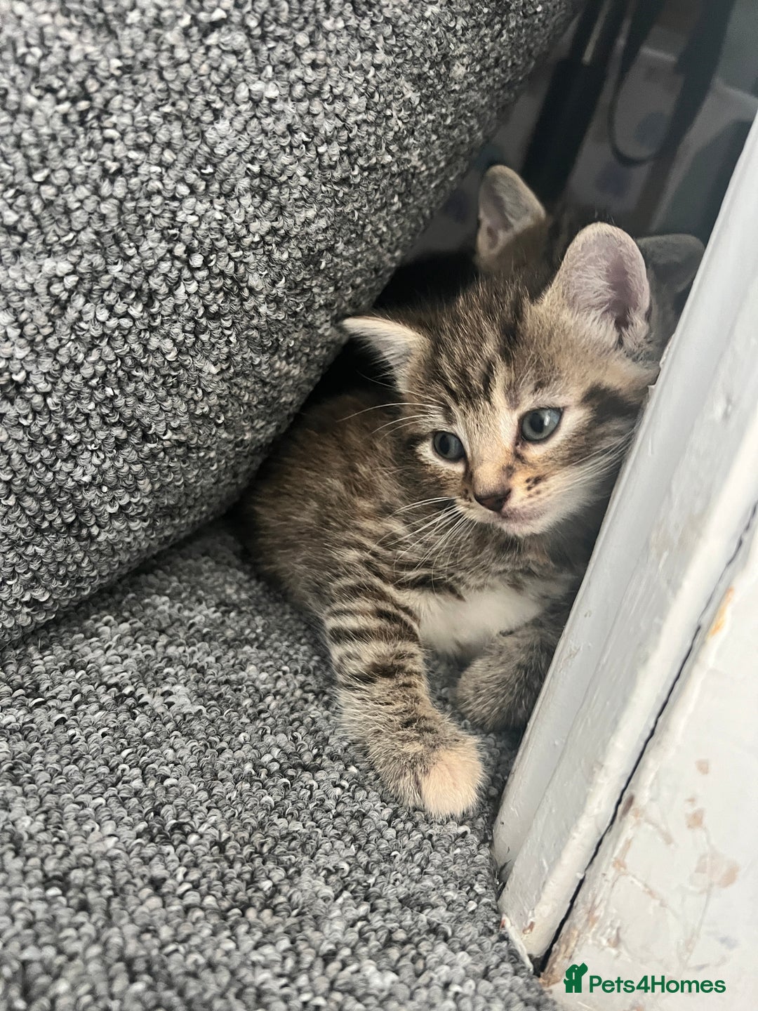 Domestic Shorthair cats for sale: Domestic Cats for sale🐈🐈‍⬛ - Image 7
