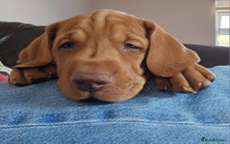 Hungarian Vizsla dogs for sale: 2 viz boys looking for loving homes - Image 20