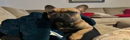 French Bulldog dogs for stud: French Bulldog Stud Available 3 Years Old Unproven - Advert 3