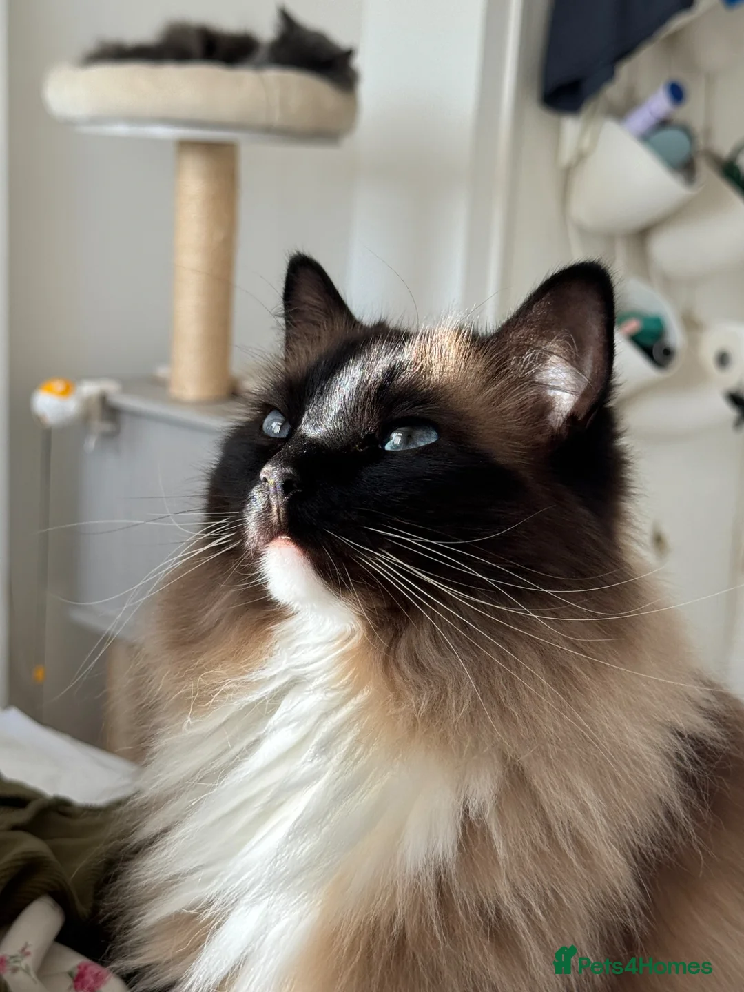 Ragdoll cats for sale: Male and Female Ragdoll - Advert 1