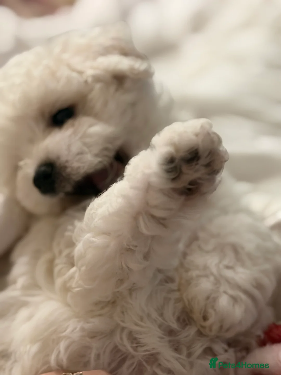 Bichon Frise dogs for sale: The Pedigree Club Bichon Frise Puppies - Advert 14