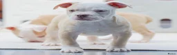 Olde English Bulldogge dogs for sale: 24 years 5⭐️Licensed & Registered, uk No 1  - Advert 28