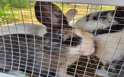 Harlequin rabbits for sale: 4 Gorgeous Harlequin bunnies looking for a 🏡  - Image 11