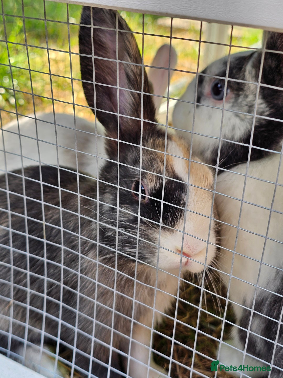 Harlequin rabbits for sale: 4 Gorgeous Harlequin bunnies looking for a 🏡  - Image 11