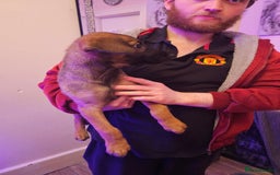 Belgian Shepherd Dog dogs for sale: Belgian malinois puppies  - Image 10