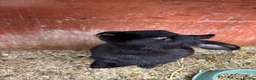 Continental Giant rabbits for sale: Female Continental Giant  - Advert 5