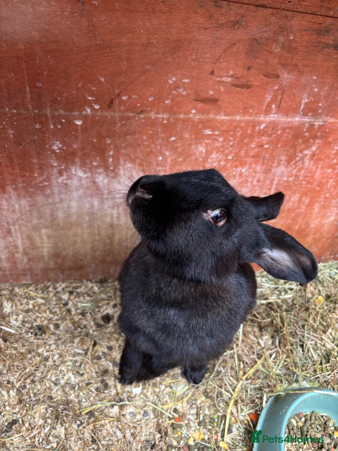 Continental Giant rabbits for sale: Female Continental Giant  - Advert 5