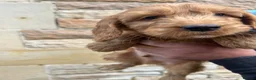 Cockapoo dogs for sale: Cockapoo puppy’s F1 beautiful puppies  - Advert 16