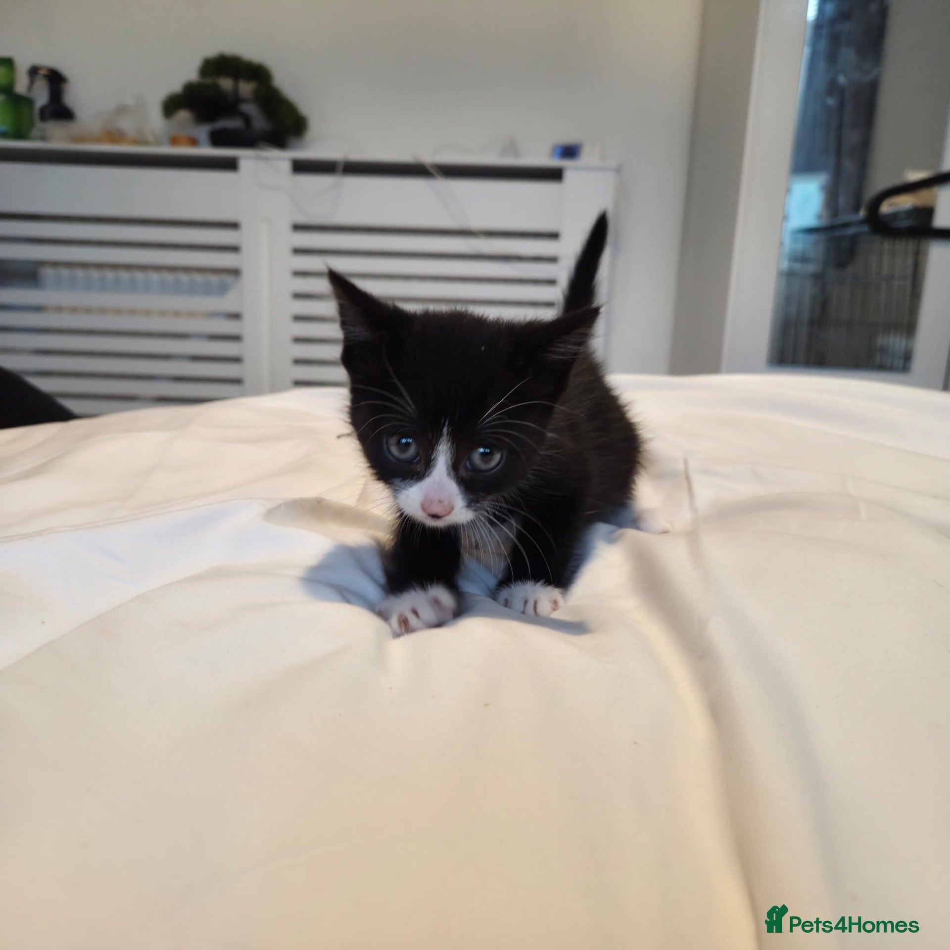 Mixed Breed cats 1  tuxedo black and white kitten left - Advert 1