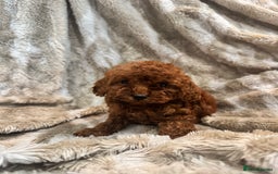 Toy Poodle dogs for sale: 2 Red Toy Poodles Available NOW! - Image 4