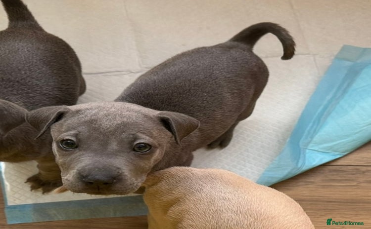 Mixed Breed dogs - Advert 1