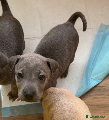 Mixed Breed dogs - Advert 9