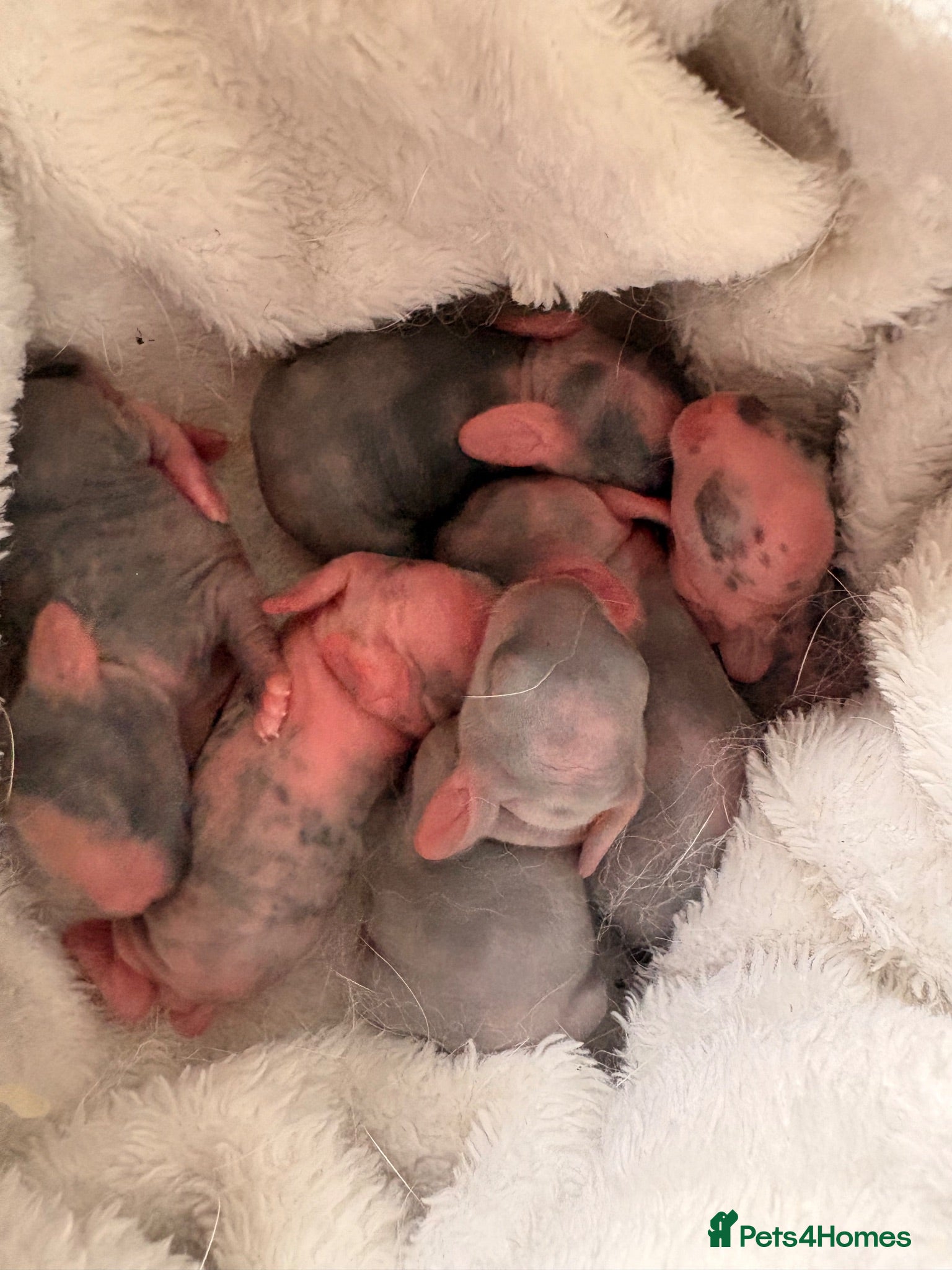 Mini Lop rabbits 🐰 Mini Lop Rabbit Babies - Advert 20
