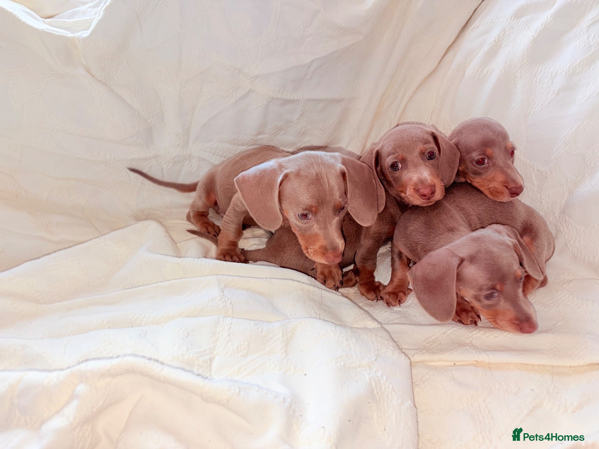 Dachshund dogs Isabella dachshunds 7 weeks old  - Advert 7