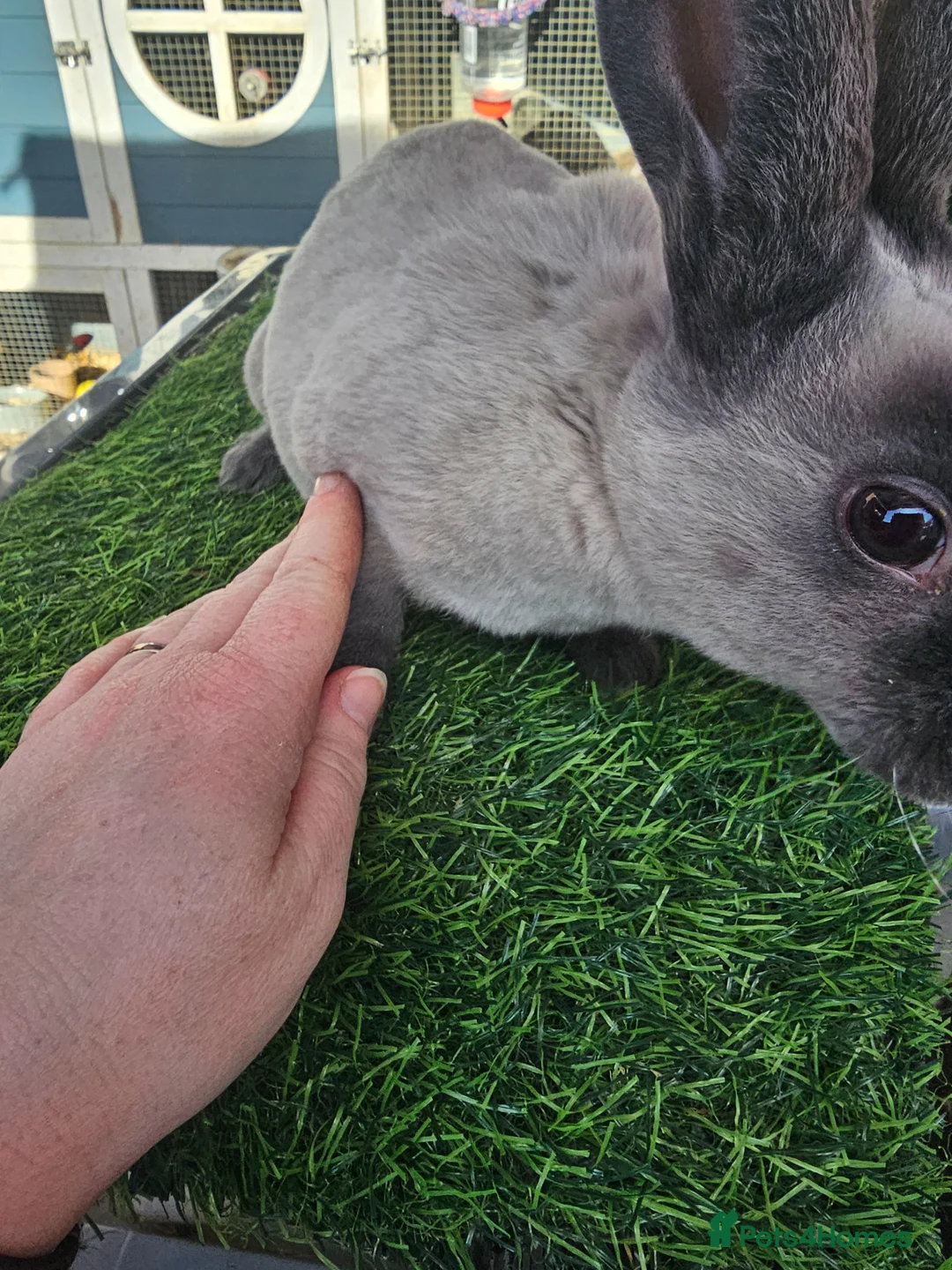 Rex rabbits for sale: Mini Rex non related  - Advert 2