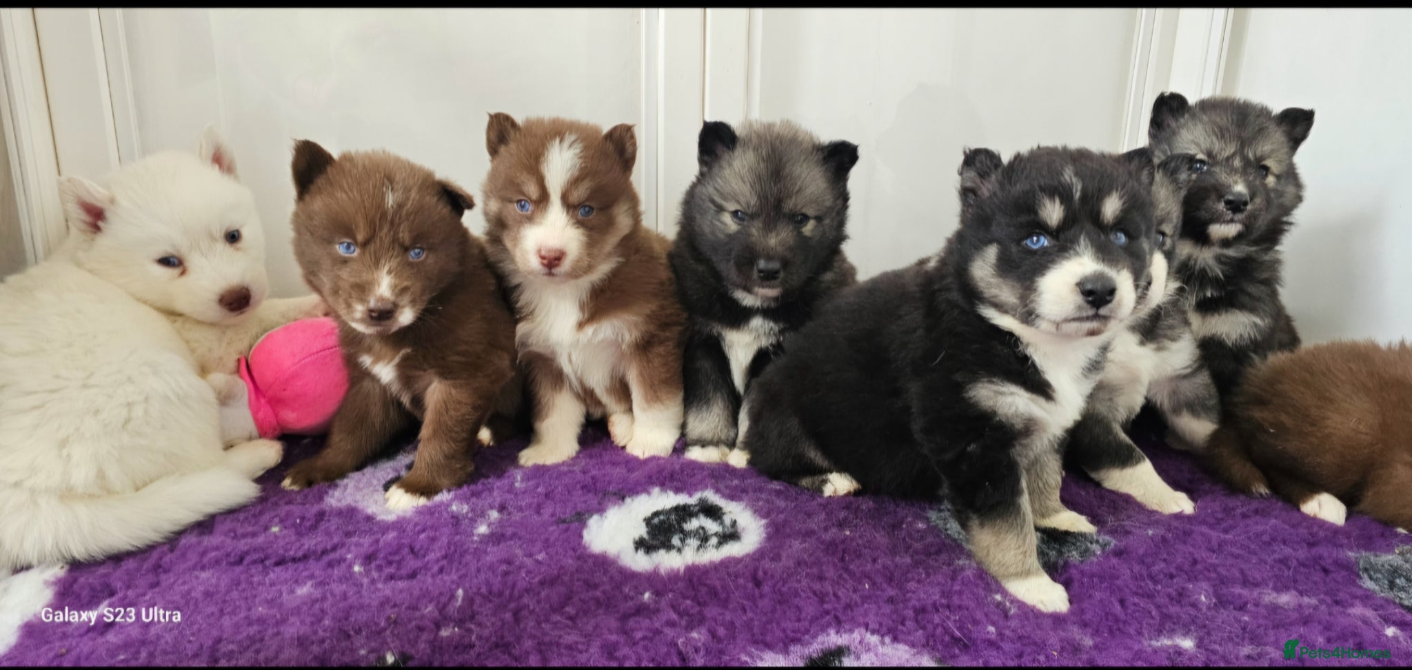 Siberian Husky dogs Beautiful Siberian Husky - Advert 2